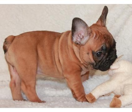 French Bulldog Puppies for adoption