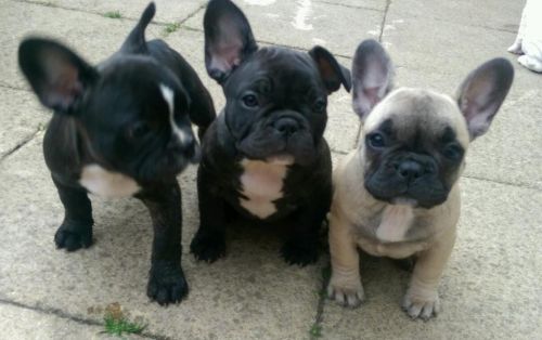 Beautiful French Bulldog