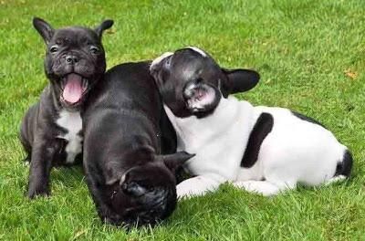 French Bulldog Puppies