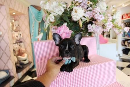 Frenchies ---- All Colors