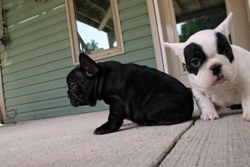 Charming French Bulldogs