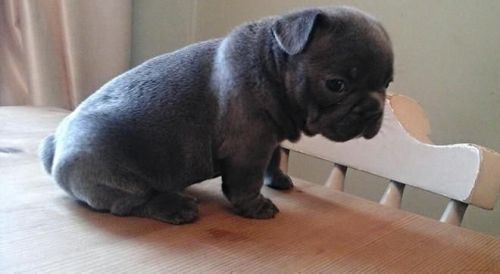 AKC quality French Bulldog Puppy