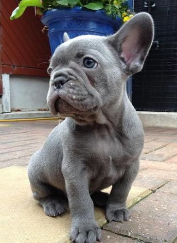 Blue French Bulldog Puppies For Sale
