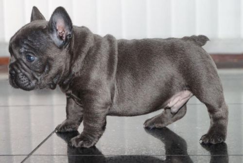 Stunning Black French Bulldog Puppy