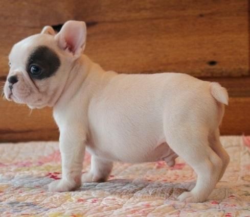 Courteous french bulldog puppies for re-homing