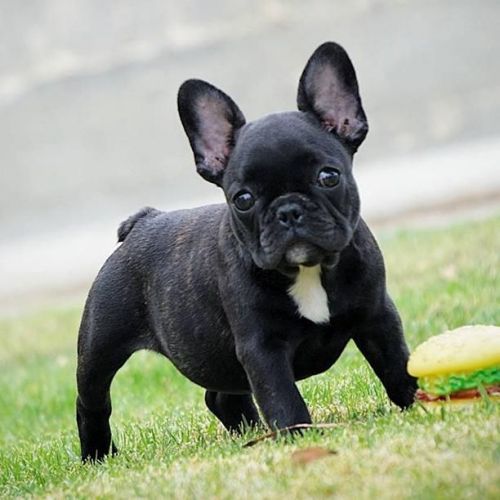 French Bulldog Puppies
