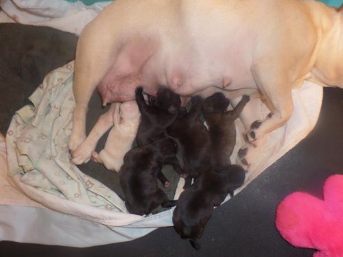 French bulldog puppies