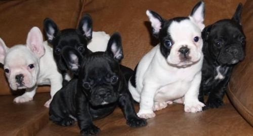 Well Trained French Bulldog Puppies