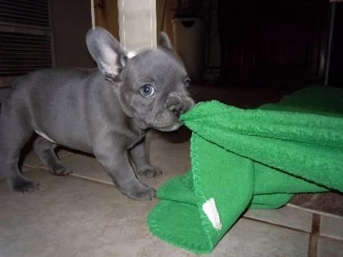 French Bulldog Puppies Now Ready To Go Home
