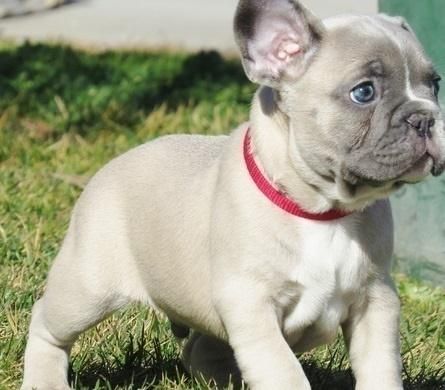 female and male french bulldog for sale