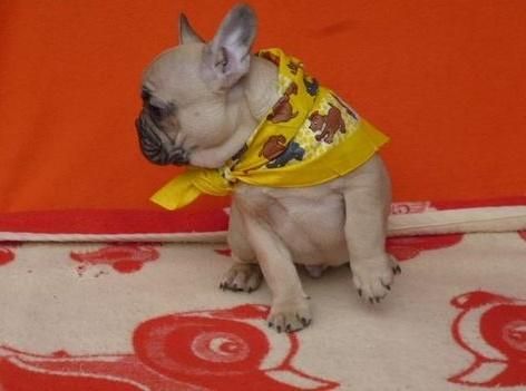 Good and Playful french bulldog for sale