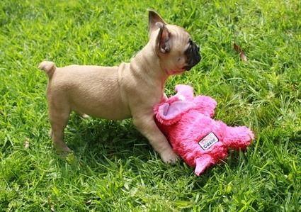 Meet Jax! Male French Bulldog Puppies