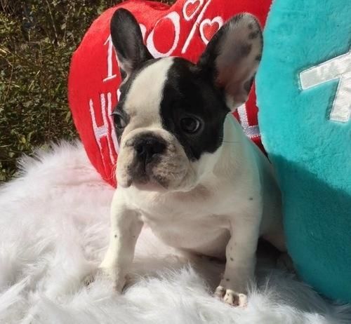 Peanut akc French Bulldog puppies