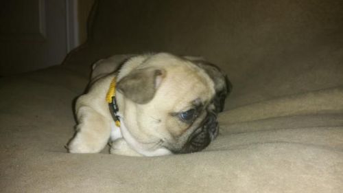 French Bulldog Puppy