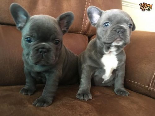 Beautiful Frenchy Babys ***