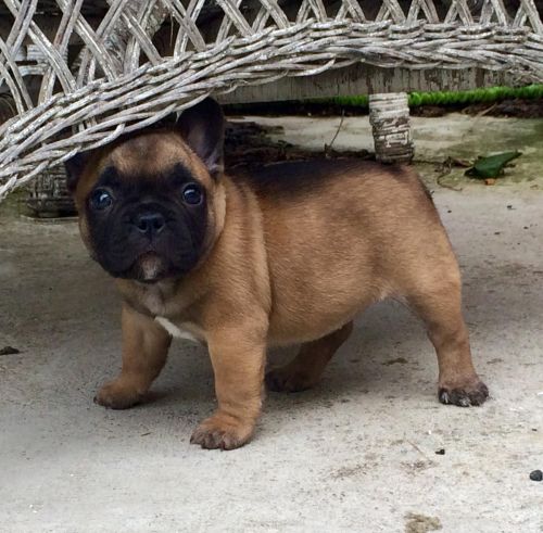 French Bulldog Puppies For Sale