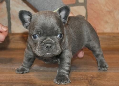 Kc Reg French Bulldog Female ***