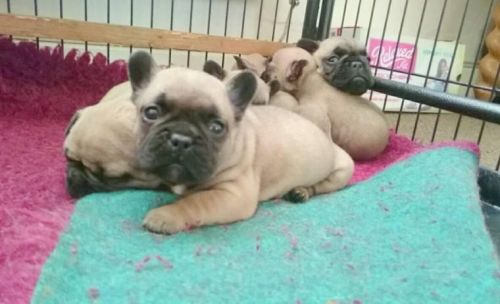 Kc French Bulldog Puppies ***