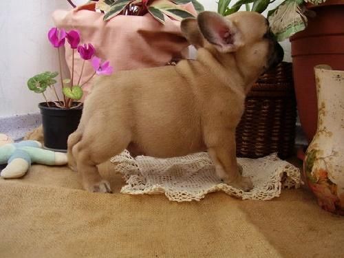 splendid french bulldog pups $400