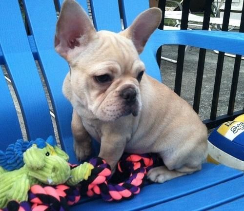 male honey pied French Bulldog puppy