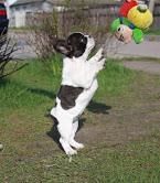 Playfull french bulldogs to new homes