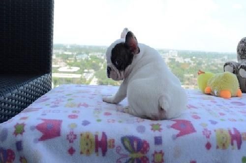 French Bulldog Puppies(805) X (517) X (8113)