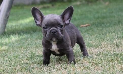 12 Weeks Old French Bulldog (***) ***-***7