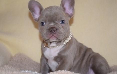 Blue French Bulldog puppies available