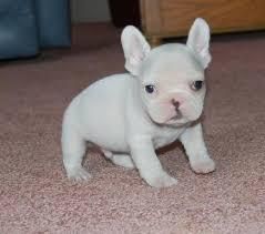 zz French Bulldog Puppies for Sale