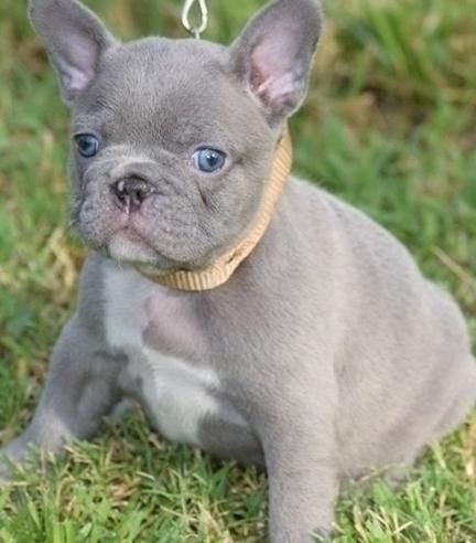 Awesome French Bulldog puppies available