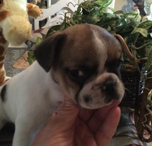 Get your French Bull puppy now