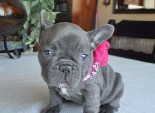 Charming French Bulldog puppies for adoption