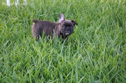 Healthy French Bulldogs