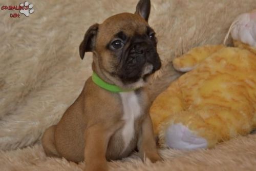 Good French Bulldog Sable Puppies 4sale