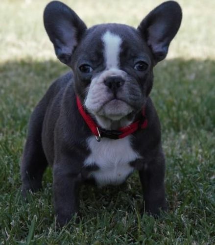 Home raised french bulldog