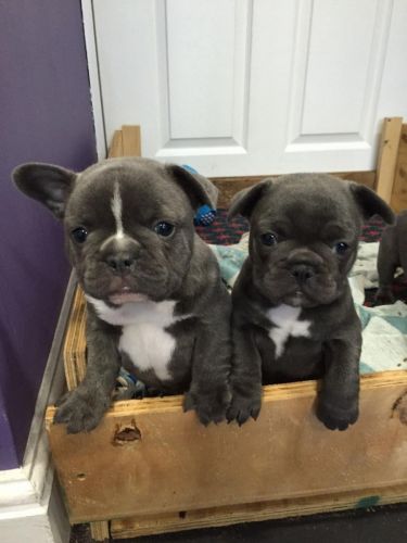AKC Reg French bulldog puppies