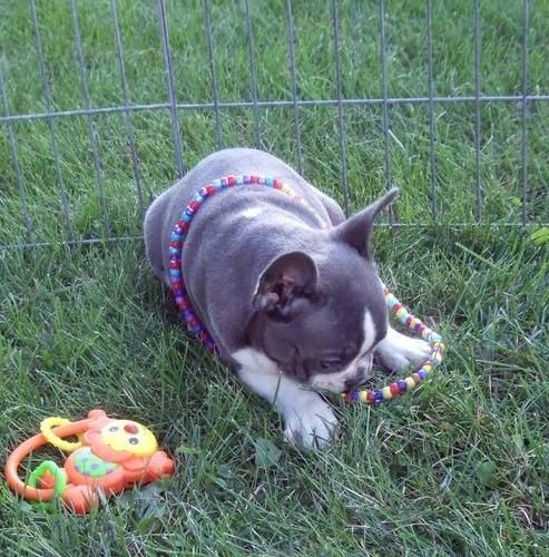 Super French Bulldog puppies