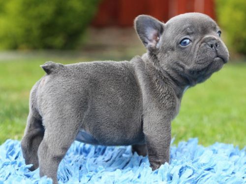 french bulldog puppies