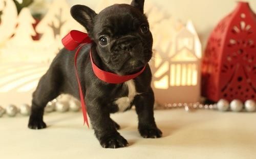 AKC quality French Bulldog Puppies