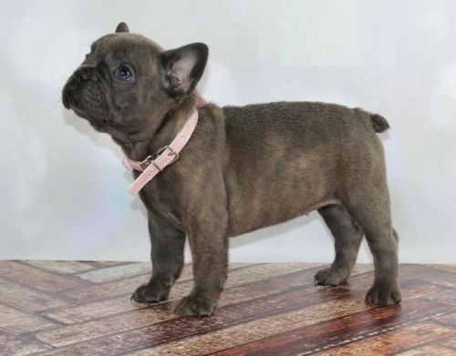 2 Charming AKC french bulldog puppies