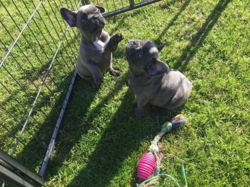 Kc Registered Blue French Bulldog Pups