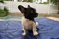 Cute French Bulldog For New Homes***