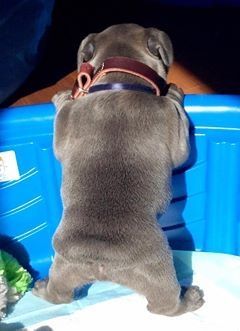 French bulldog puppy ready now