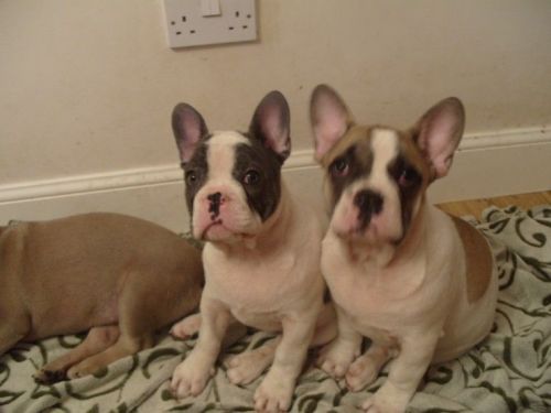 French Bulldog Puppies Akc