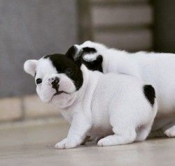 Asedr French Bulldog