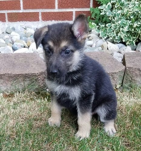 Adorable German shepherd available