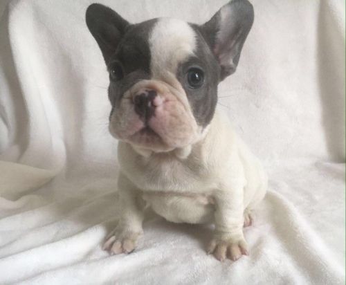 French Bull Dog Puppys