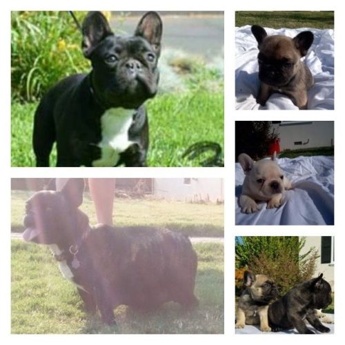French Bulldogs
