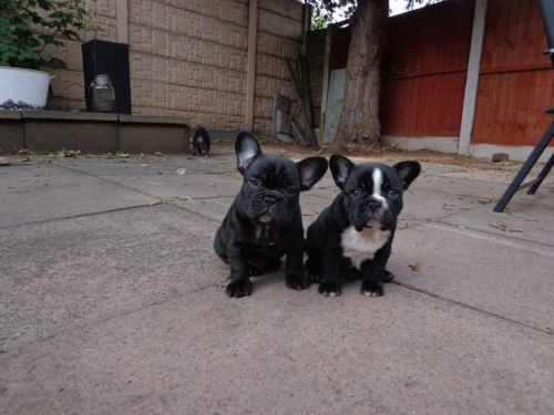 Two Stunning Dark Brindle Puppies For Sale!!!
