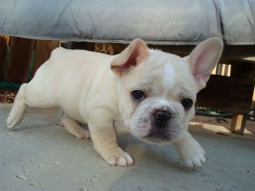 french bulldog puppies: